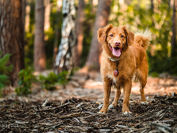 Hund steht im Wald