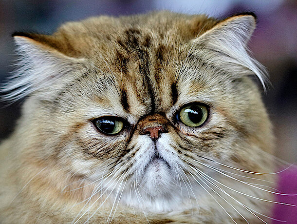 Katze schaut direkt in die Kamera