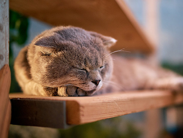 mera Ratgeber Katzen Qualzuchten mera Ratgeber Katzen Qualzuchten