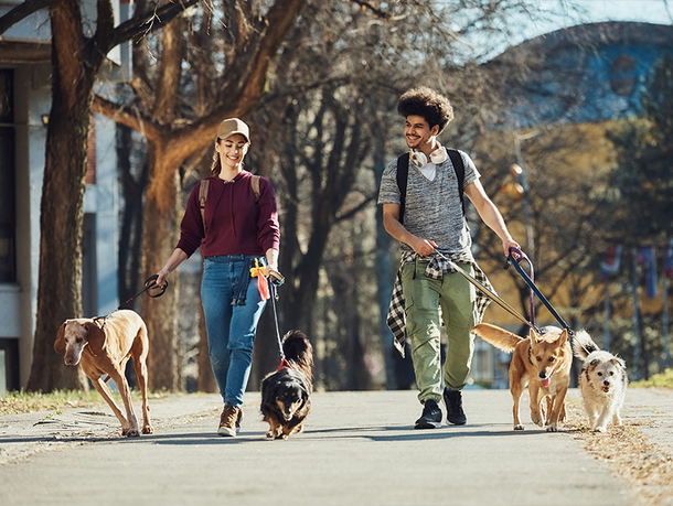 mera Petfood Hunderatgeber - Hundebetreuung