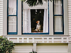 Hund sitzt im Fenster und wartet Hund sitzt im Fenster und wartet