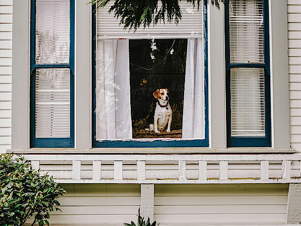 Hund sitzt im Fenster und wartet Hund sitzt im Fenster und wartet