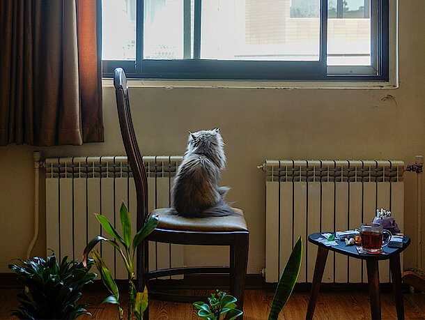 Katze sitzt auf einem Stuhl und schaut aus dem Fenster Katze sitzt auf einem Stuhl und schaut aus dem Fenster