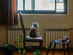 Katze sitzt auf einem Stuhl und schaut aus dem Fenster 