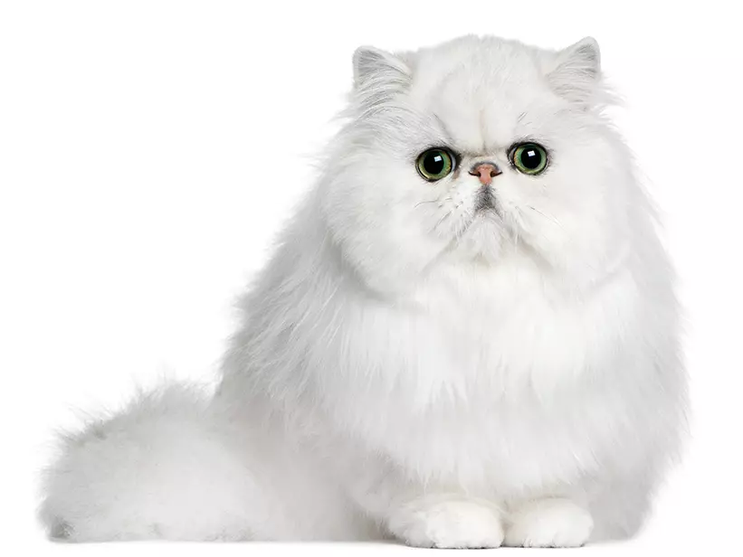 mera Katzenrassen Perserkatze mera Katzenrassen Perserkatze