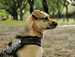 mera Petfood Family - Hunderatgeber Assistenzhunde