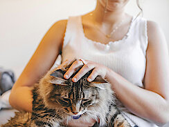 Katze liegt bei Frau auf dem Schoss und wird gestreichelt 