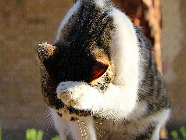 Katze hält sich Pfote vor Gesicht Katze hält sich Pfote vor Gesicht