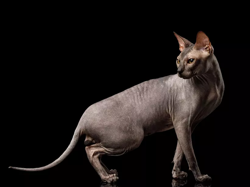 Katzenrasse Spyhnx Katze