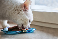 mera Petfood Katzenratgeber - Futterumstellung mera Petfood Katzenratgeber - Futterumstellung
