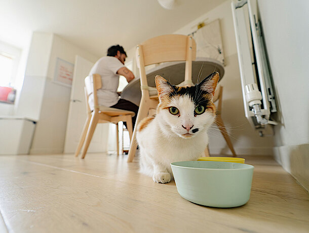 Katze frisst aus einer türkisenen Schale