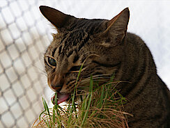 Katze frisst Gras