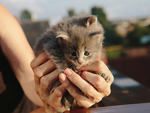 Zwei Kitten werden hoch gehalten 