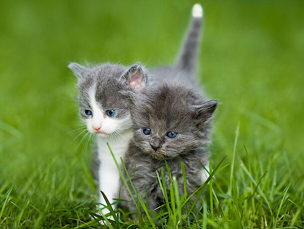 Zwei Kitten laufen über eine Wiese 