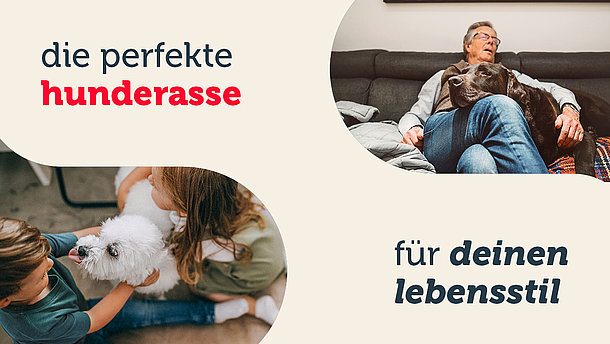 mera Hunderassen Übersicht Header