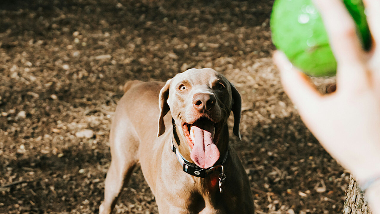 wie befriedige ich mein hund Hund buddelt im Garten? Ursachen & Lösungen