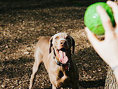 Hund wartet auf das werfen vom Ball