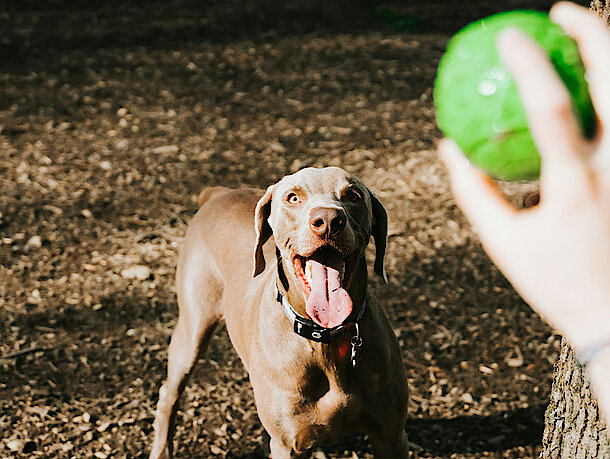 Hund wartet auf das werfen vom Ball Hund wartet auf das werfen vom Ball