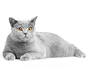 mera Katzenrassen Britisch Kurzhaar Katze mera Katzenrassen Britisch Kurzhaar Katze