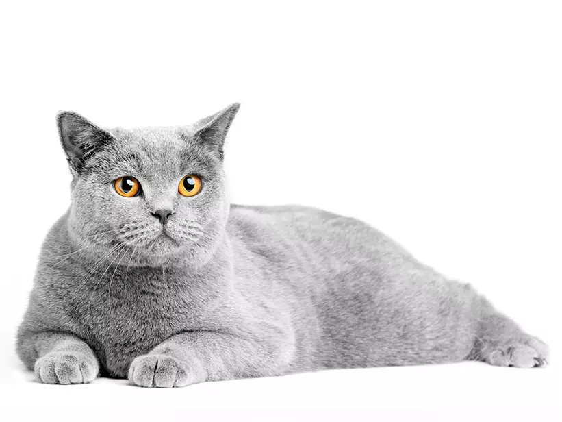 mera Katzenrassen Britisch Kurzhaar Katze mera Katzenrassen Britisch Kurzhaar Katze