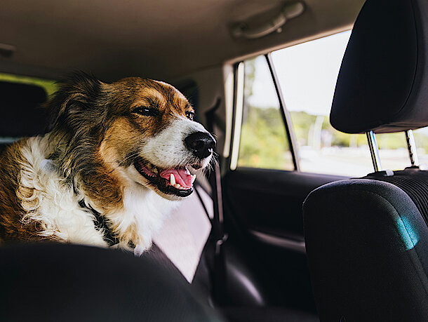 mera Petfood Family - Hunderatgeber Hunde im Auto mera Petfood Family - Hunderatgeber Hunde im Auto