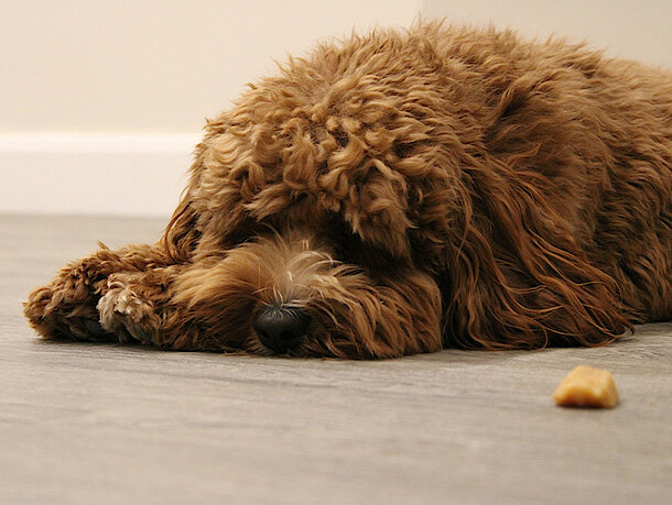 Hund liegt neben einer Kartoffel auf dem Boden Hund liegt neben einer Kartoffel auf dem Boden
