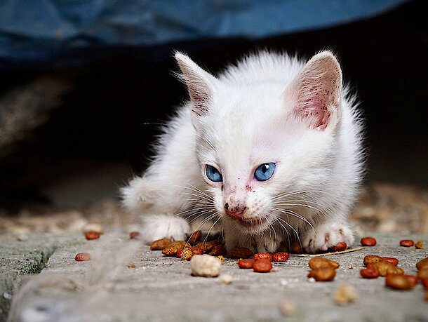 Kitten liegt auf dem Boden und frisst runtergefallenes Essen