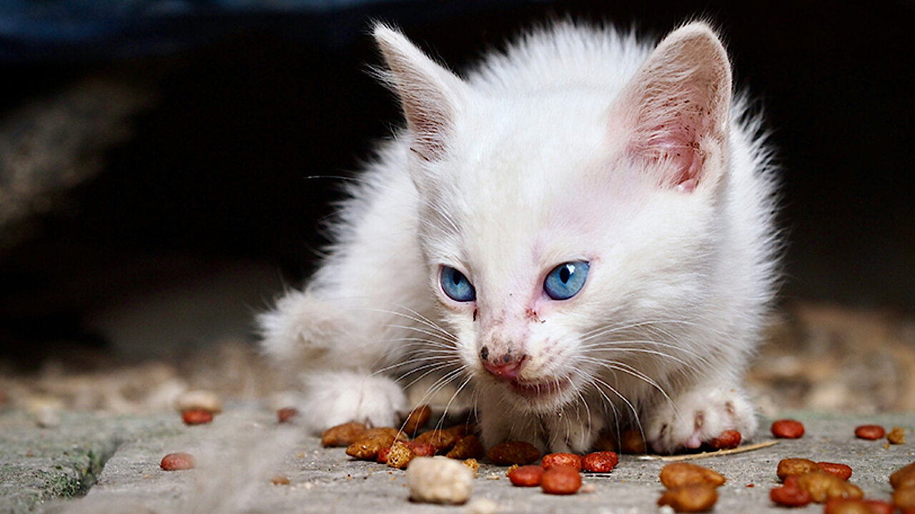 Kitten richtig fttern - mera - The Petfood Family