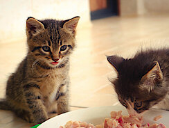 zwei Kitten fressen aus einem Napf