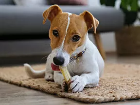 Hunderasse Jack Russel Terrier