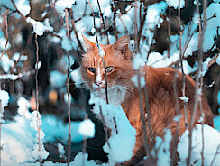 Katze steht im Schnee und guckt durch einen Busch 