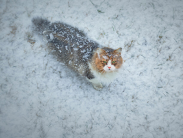 Katze steht im Schnee während es schneit 