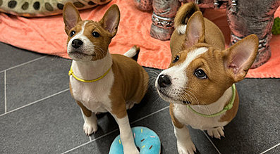 mera the Petfood Family Podcast Hundewelpen