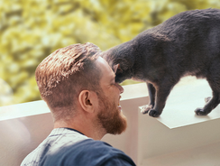 Katze presst Kopf gegen den Kopf vom Mensch Katze presst Kopf gegen den Kopf vom Mensch