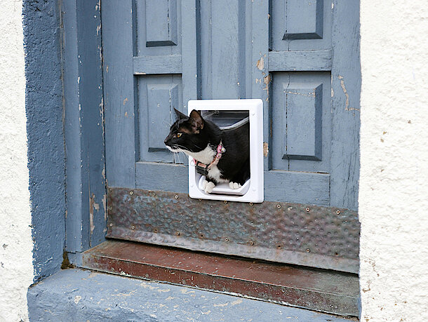 Katze guckt durch die Katzenklappe in einer blauen Tür