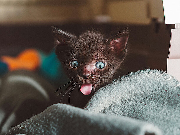 Kitten liegt auf einer Decke und streckt die Zunge raus 