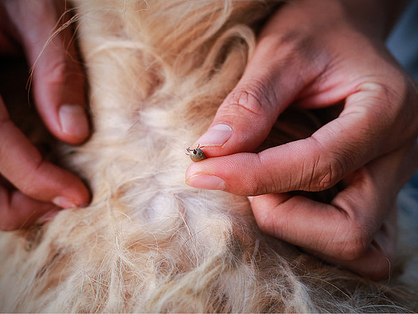 Grasmilben beim Hund Grasmilben beim Hund