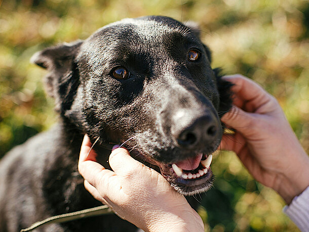 Hund sitzt vor Kamera und bringt Herrchen ein Stock Hund sitzt vor Kamera und bringt Herrchen ein Stock