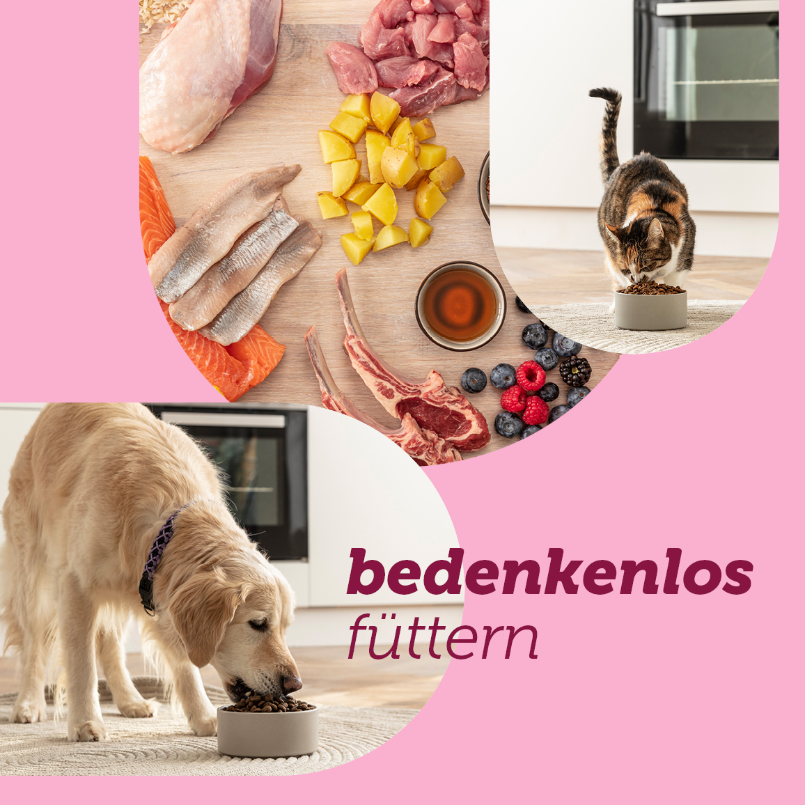 hunde und katzen gesunde ernährung