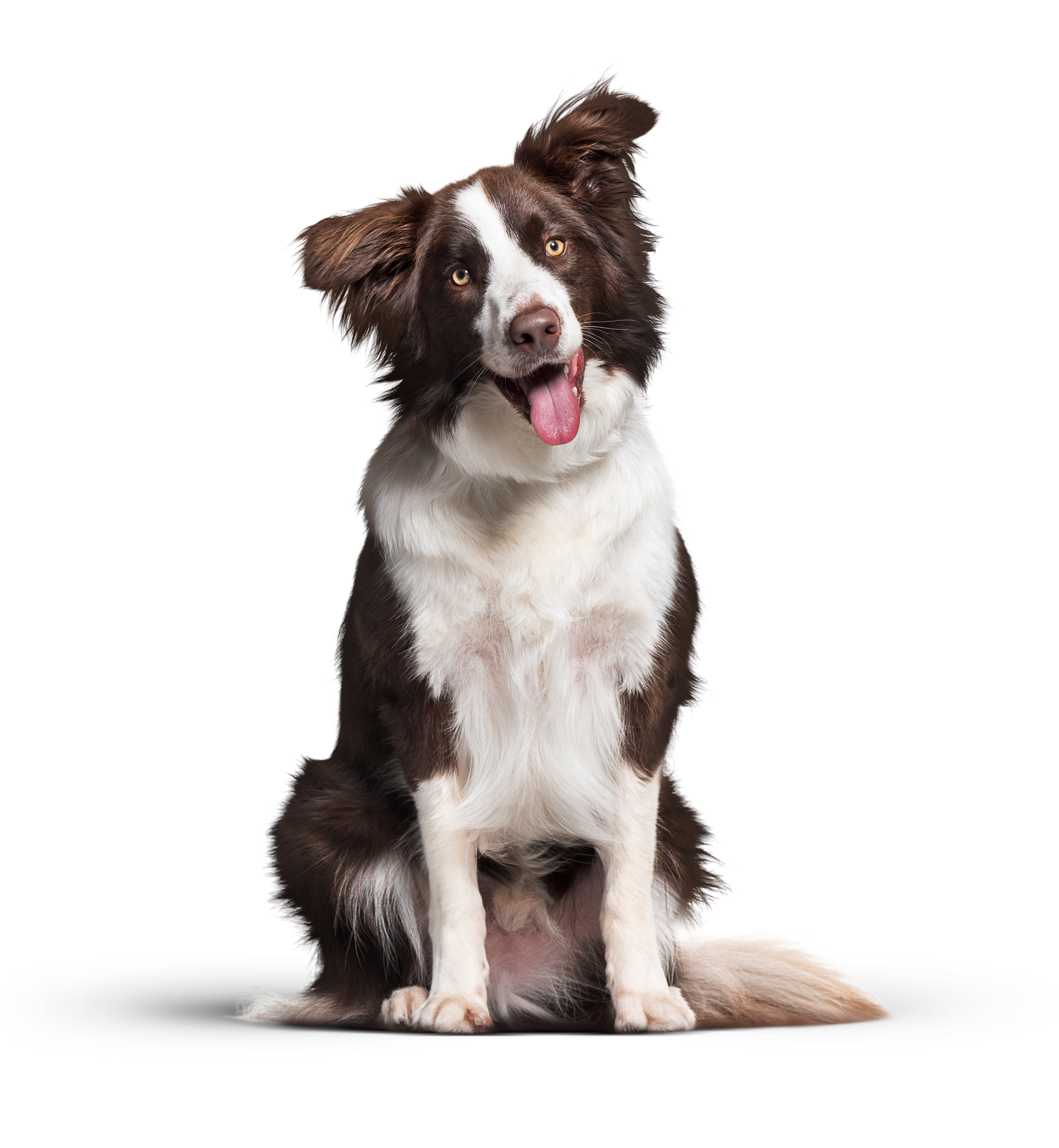 Ein sitzender, braun-weißer Border Collie schaut aufmerksam und mit leicht geneigtem Kopf in die Kamera, während die Zunge vorn heraushängt.