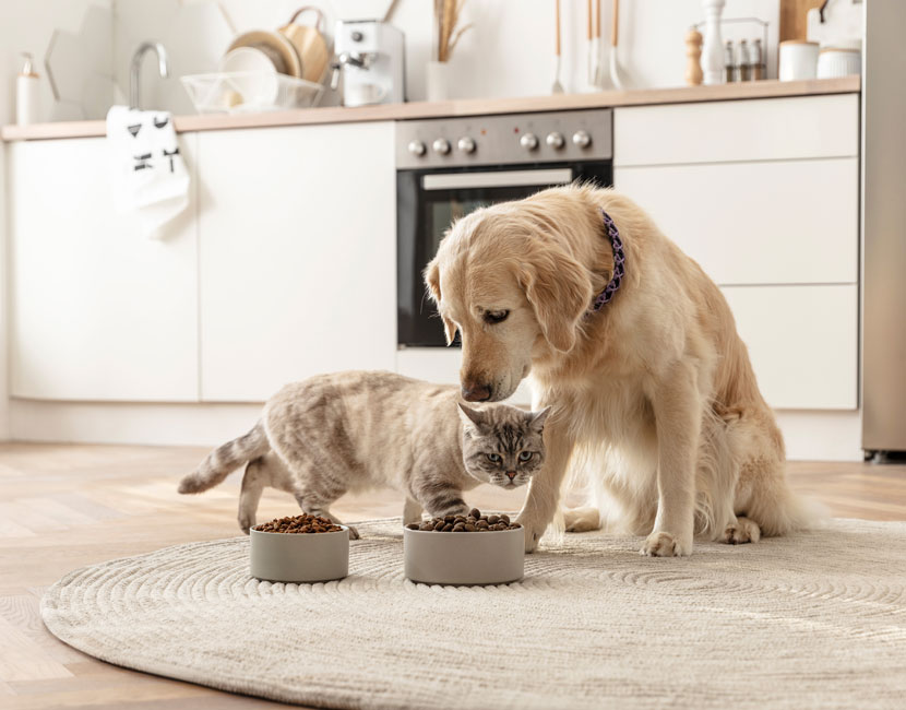mera Hund & Katze mit Futternapf