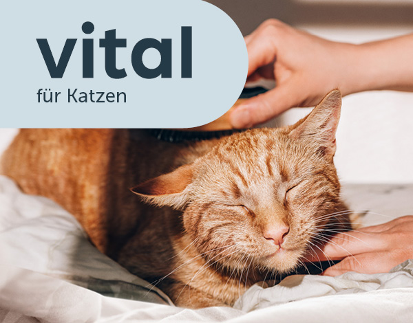 Teaser vital Futter für Katzen Teaser vital Futter für Katzen