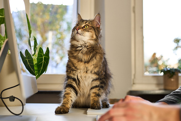 Kater Karl - Teaser Kater Karl - Teaser