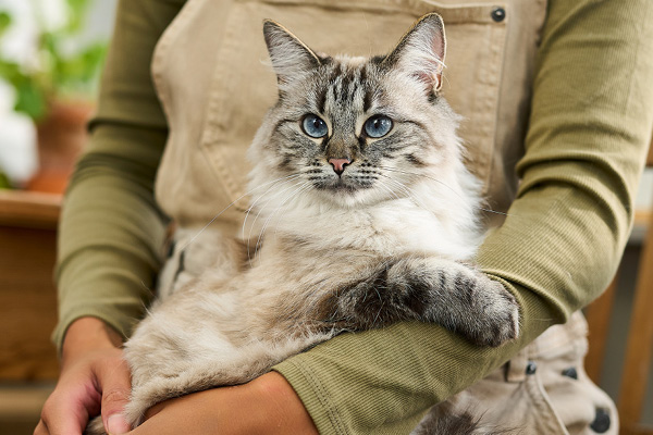 Mela und ihre Katze Mila - Teaser Mela und ihre Katze Mila - Teaser