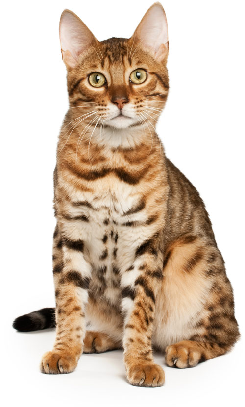 mera Katzenrassen Bengalkatze mera Katzenrassen Bengalkatze