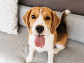 mera petfood hunderassen beagle