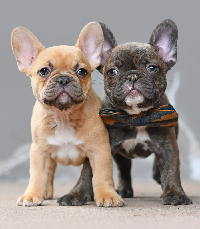Französische Bulldogge Farbauswahl