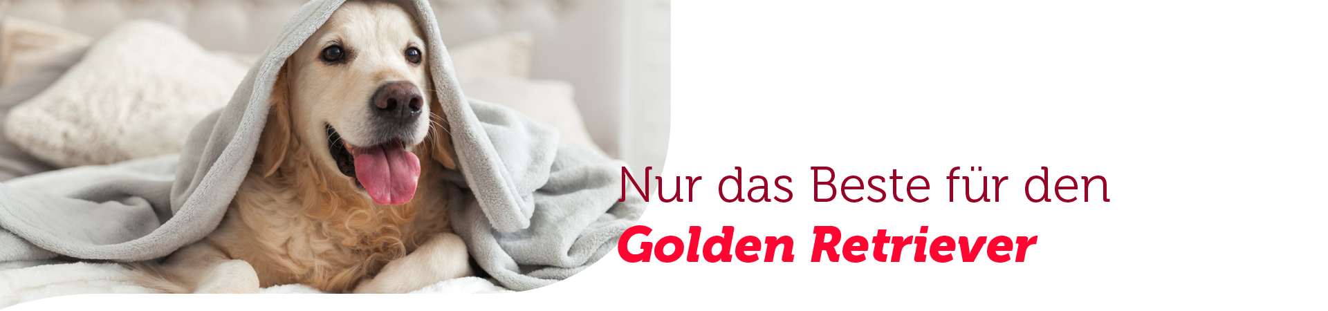 Hunderasse Golden Retriever Futterempfehlung