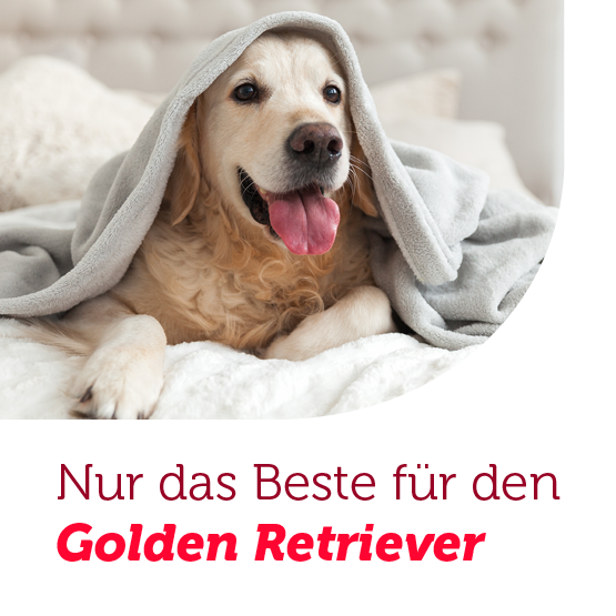 Hunderasse Golden Retriever Futterempfehlung