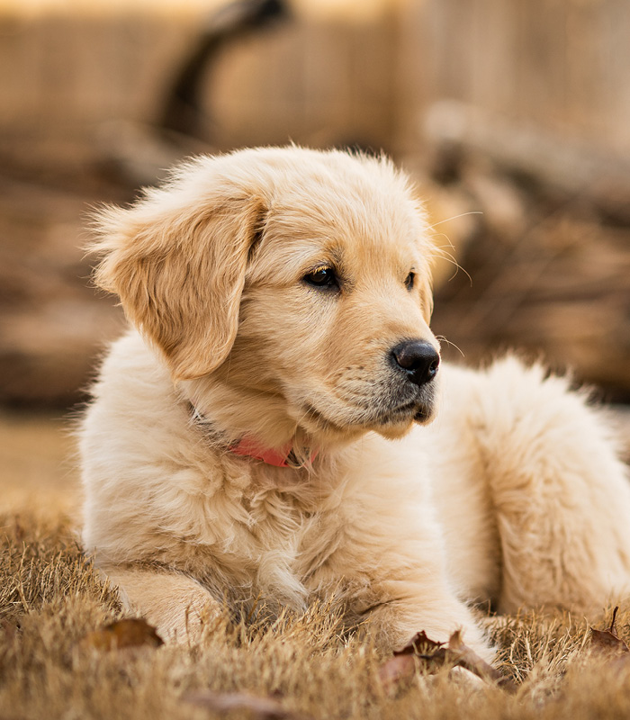mera Hunderasse Golden Retriever